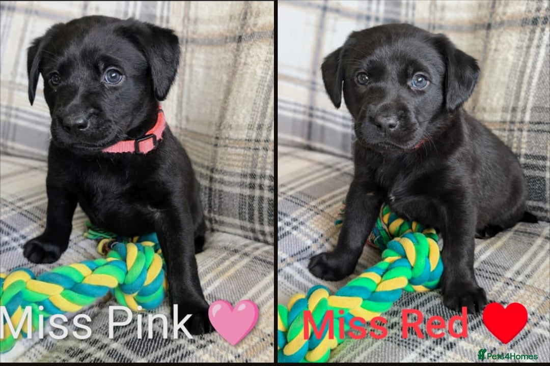 Labrador Retriever dogs for sale: Stunning labrador puppies from good working lines - Advert 3