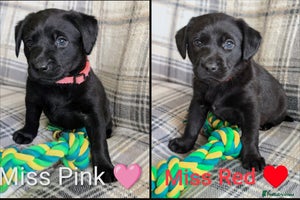 Labrador Retriever dogs Stunning labrador puppies from good working lines - Advert 4