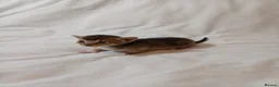 Mixed Breed cats for sale: Abyssinian X from outcross programme - Advert 5