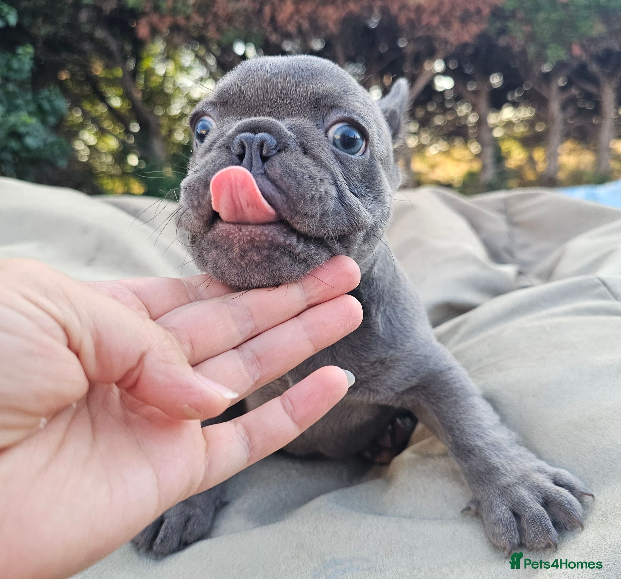 French Bulldog dogs Adorable French Bulldog Brother & Sister - Advert 1