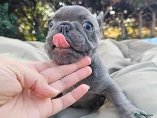 French Bulldog dogs Adorable French Bulldog girl - Advert 1
