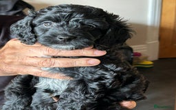 Cockapoo dogs for sale: F2 Cockapoo Puppies - Image 4