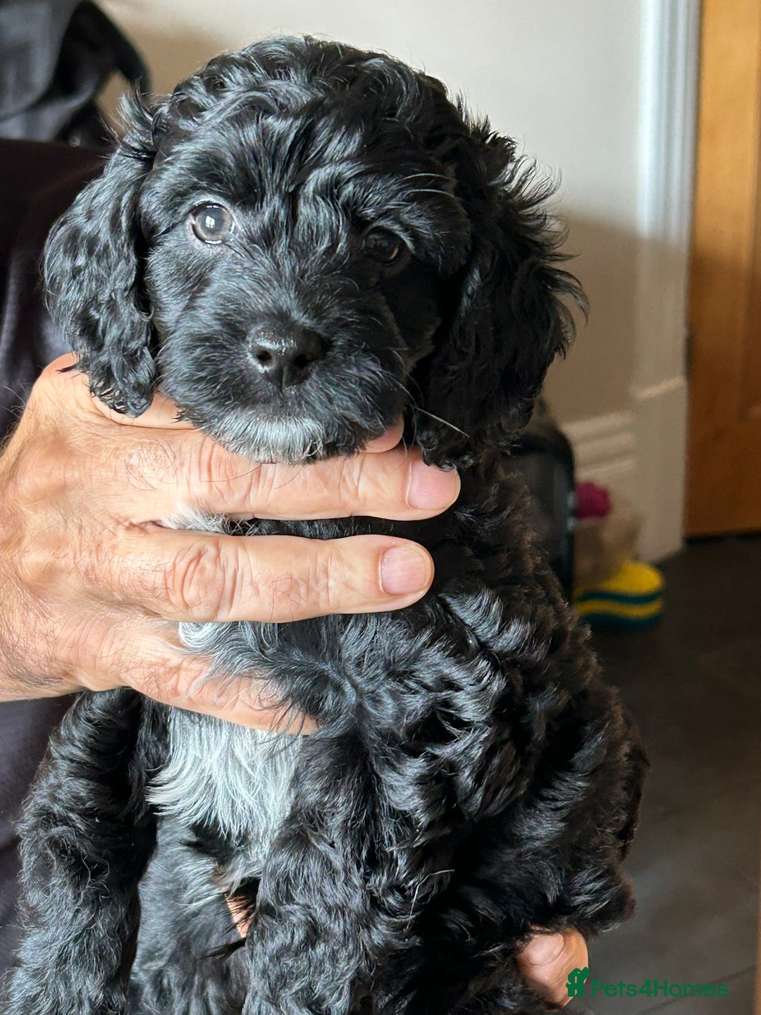 Cockapoo dogs for sale: F2 Cockapoo Puppies - Image 4
