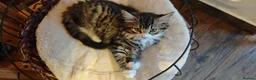 Mixed Breed cats for sale: Fluffy kittens for sale - Advert 34