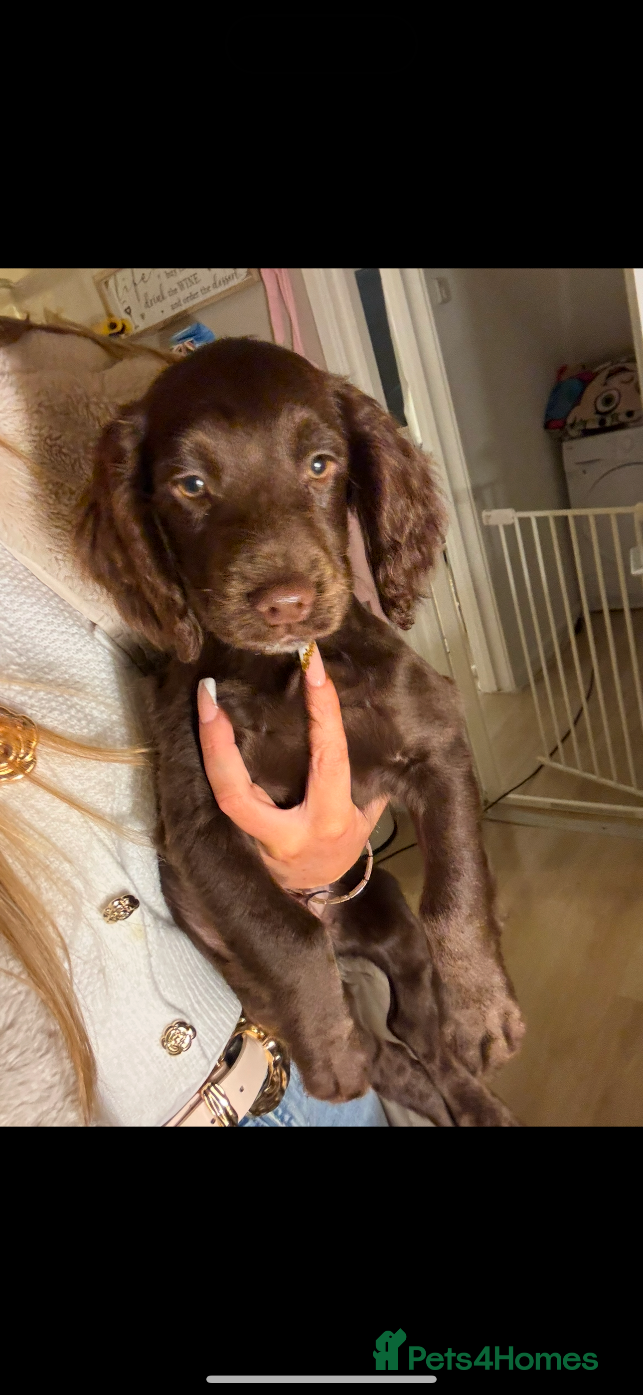 Cocker Spaniel dogs One male kc reg cocker spaniel puppy - Advert 1