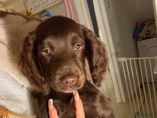 Cocker Spaniel dogs One male kc reg cocker spaniel puppy - Advert 9