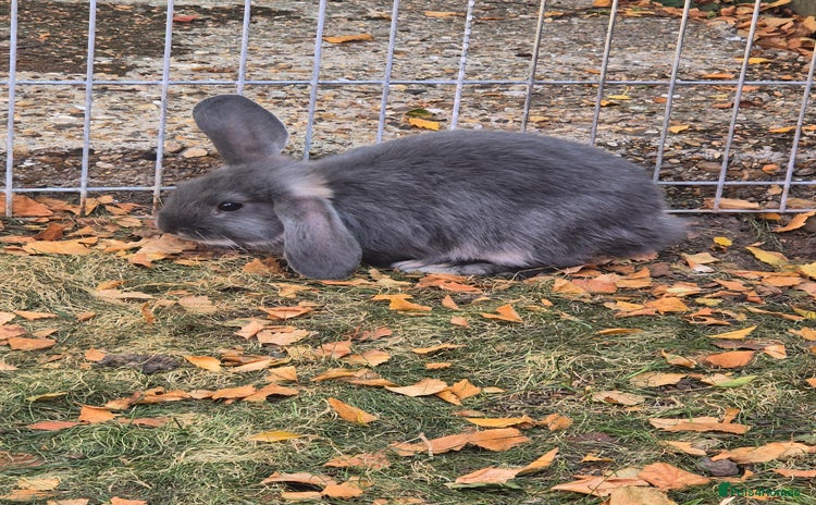 Mini Lop rabbits - Advert 8