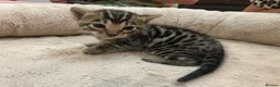 Bengal cats for sale: TICA Registered Bengal Kittens - Advert 11