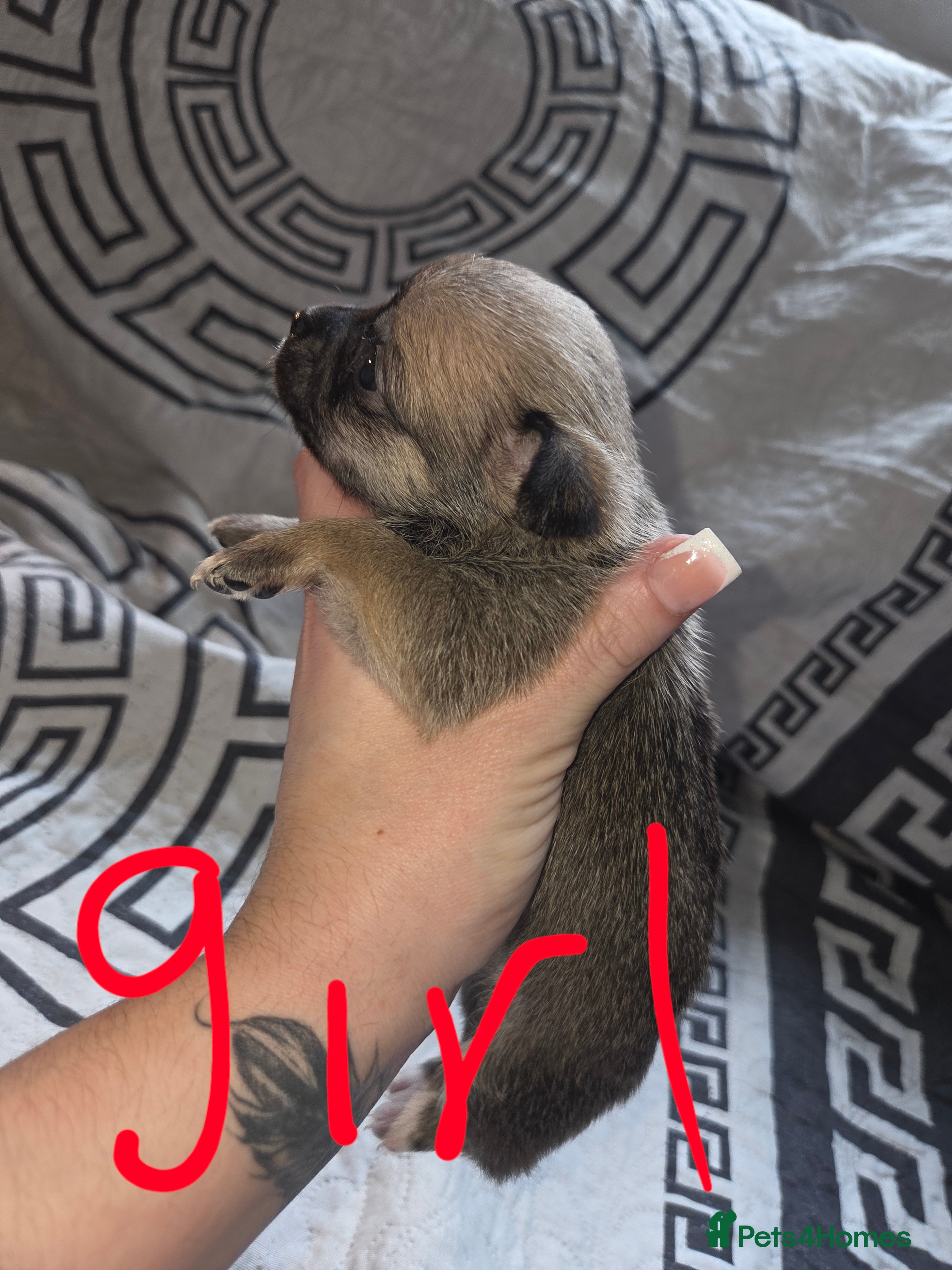 Chihuahua dogs Chihuahua puppies - Advert 14