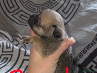 Chihuahua dogs Chihuahua puppies - Advert 4