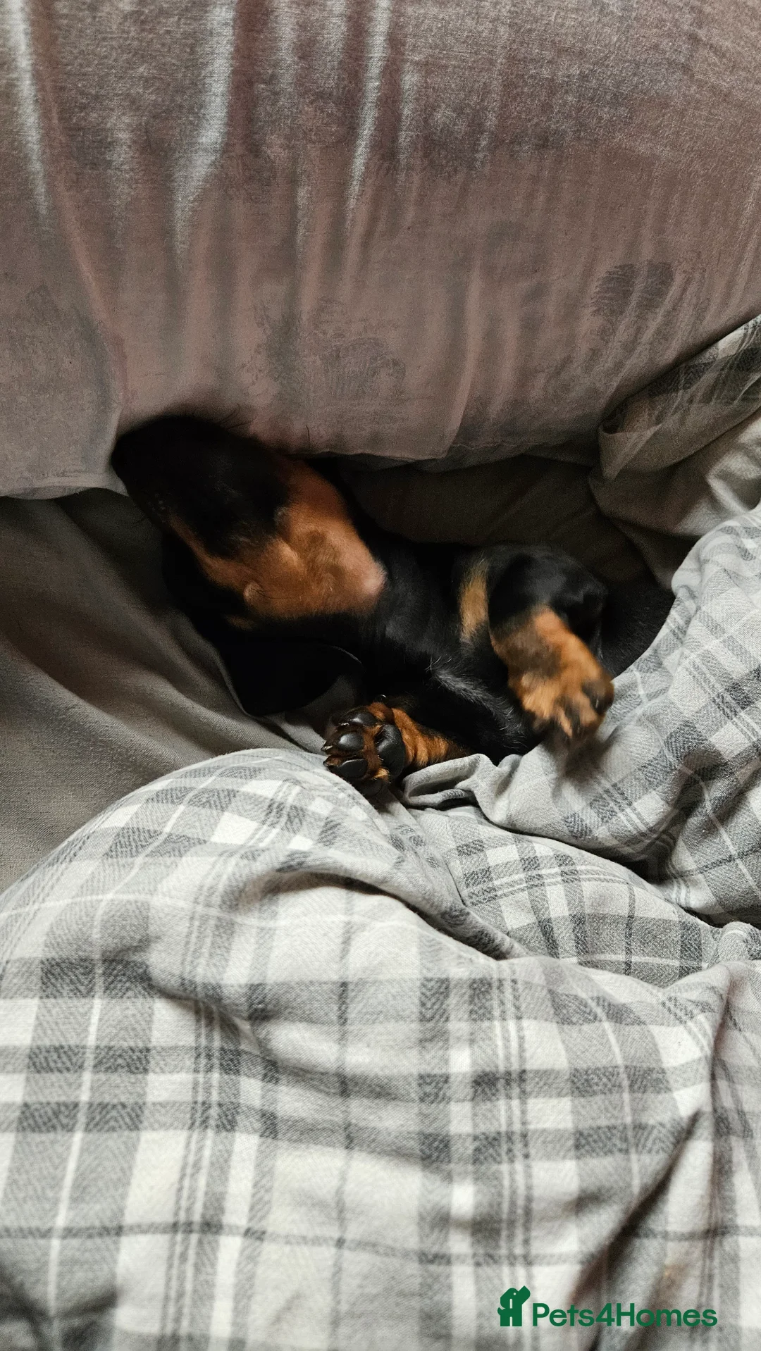 Miniature Dachshund dogs for sale: 12 week old miniature dachshund - Advert 5