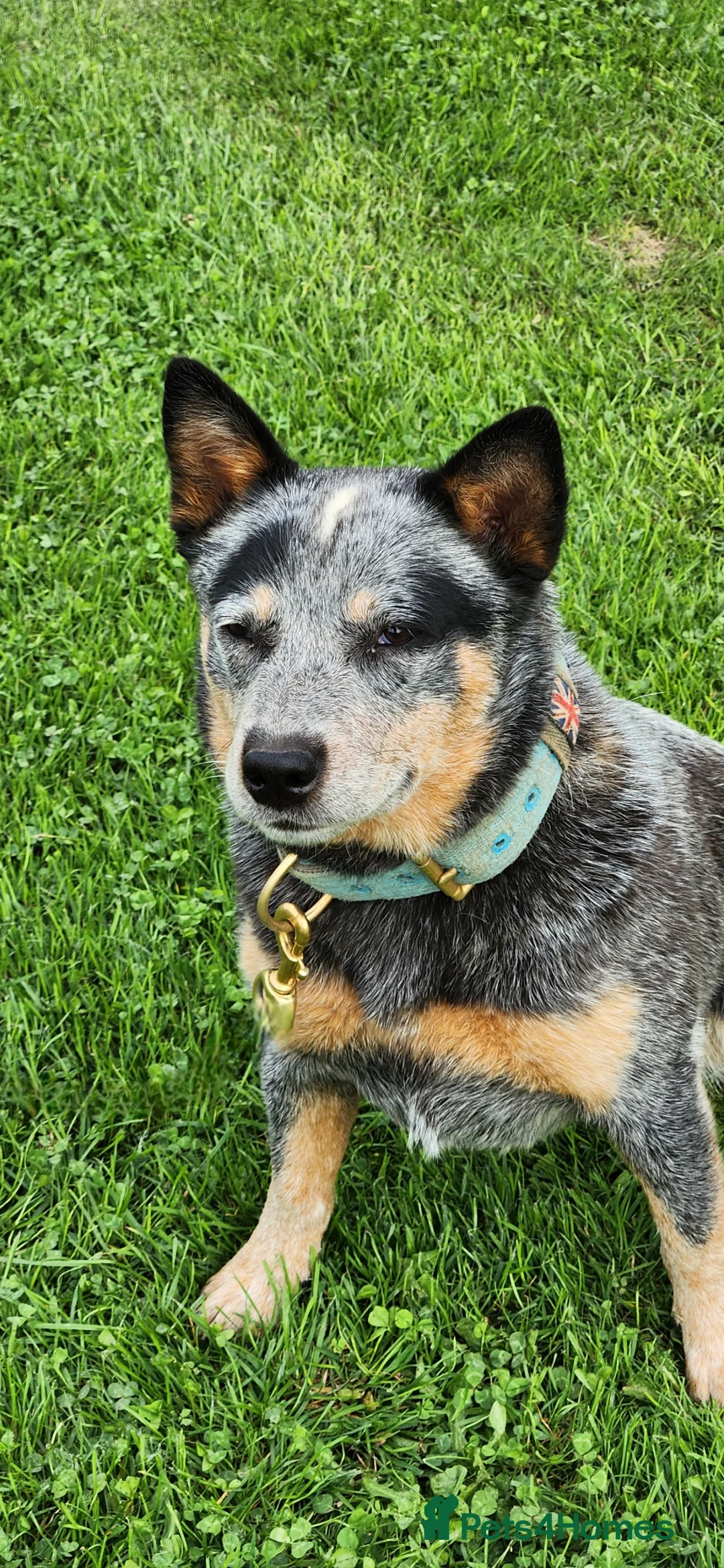 Australian Cattle Dog dogs for sale: Australian cattle dog  - Advert 8
