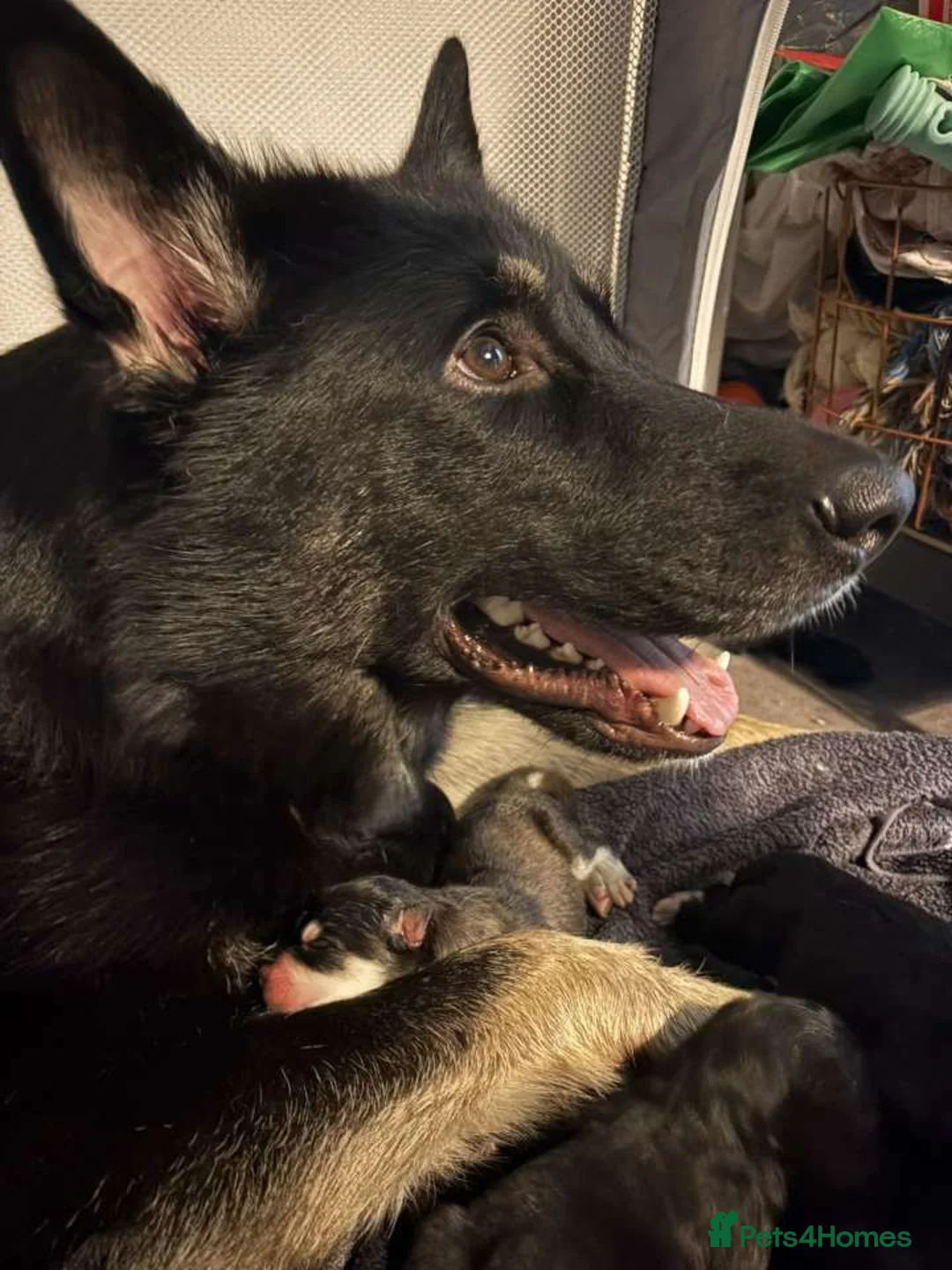 Mixed Breed dogs for sale: Samoyed x German Shepherd Puppies –  Bear Puppies - Advert 5