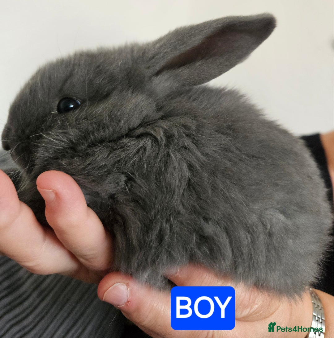 Continental Giant rabbits for sale: Continental giant babies  - Advert 6