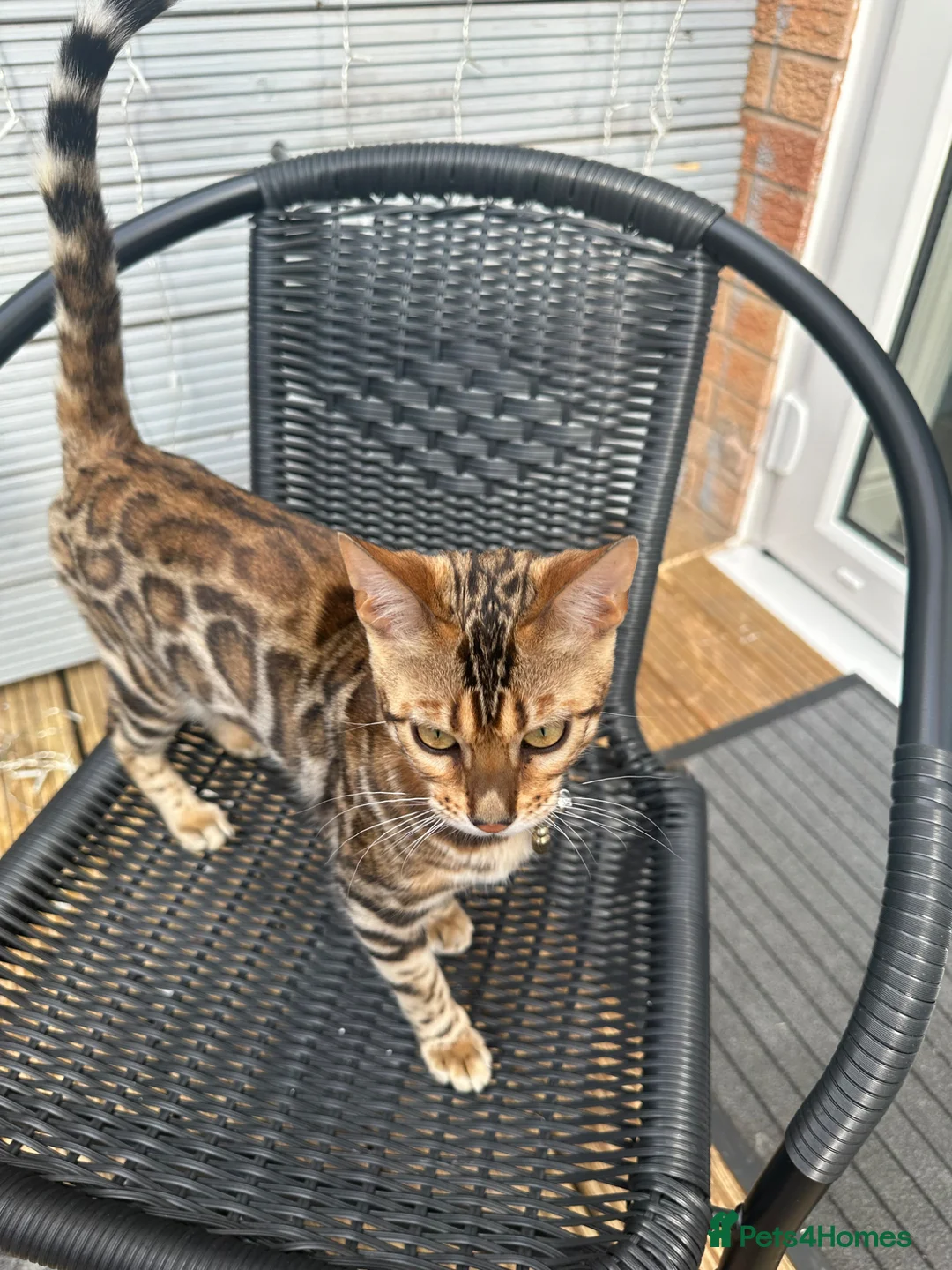 Bengal cats for sale: Bengal kitten in Warrington - Advert 2