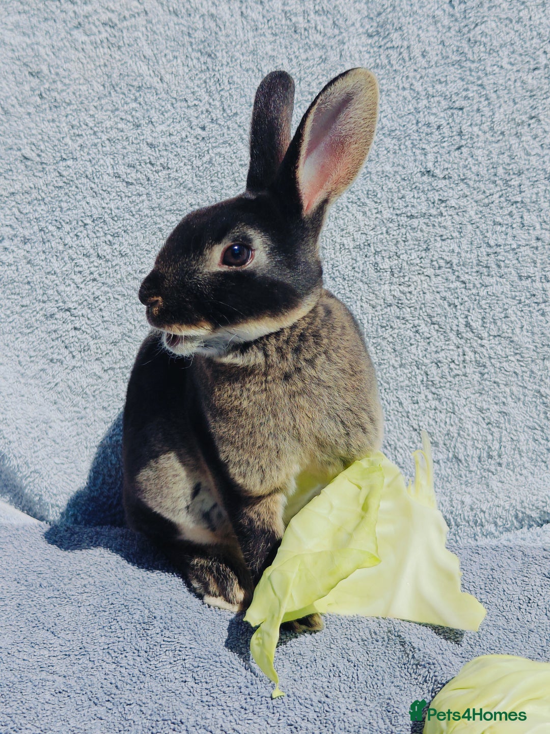 Rex rabbits for sale: Mini Rex Buck - Image 19
