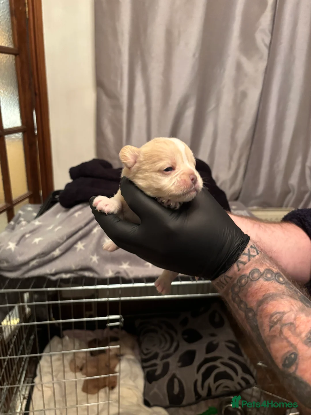 Mixed Breed dogs for sale: Floodles - Advert 19