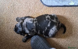 American Bulldog dogs for sale: Chunky American Bulldog Pups - Image 7