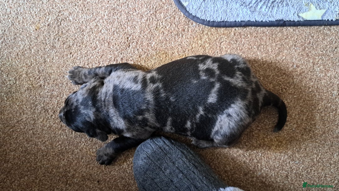 American Bulldog dogs for sale: Chunky American Bulldog Pups - Image 7