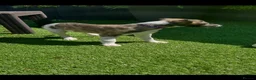 Whippet dogs for sale: Beautiful whippet puppy  - Advert 7
