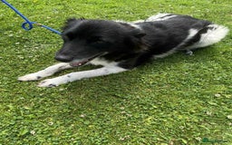 Mixed Breed dogs for adoption: Meet Beauty – A Gentle Soul with a Big Heart - Image 3