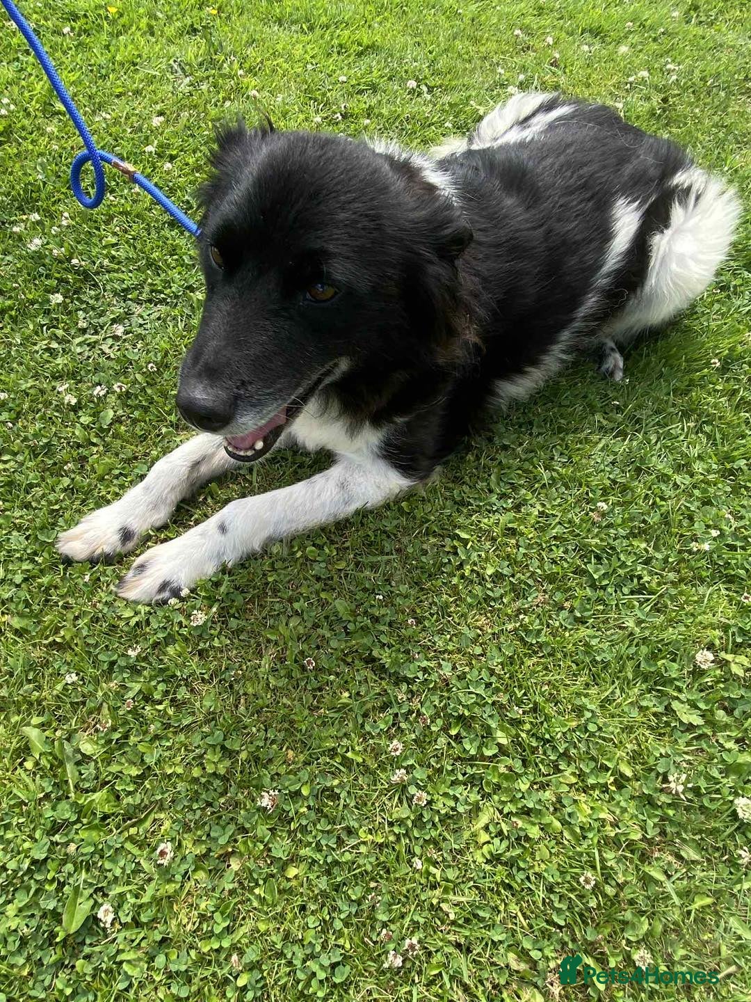 Mixed Breed dogs for adoption: Meet Beauty – A Gentle Soul with a Big Heart - Image 3