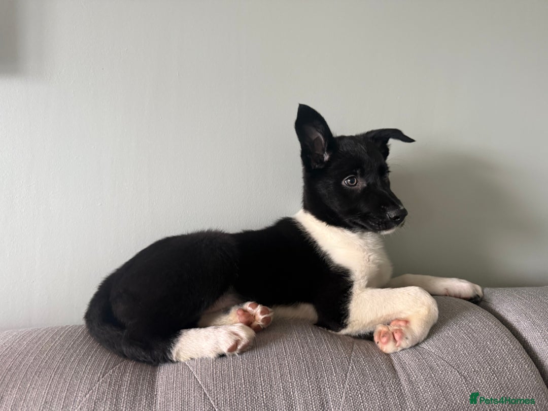 Border Collie dogs for sale: Darcy - Advert 7