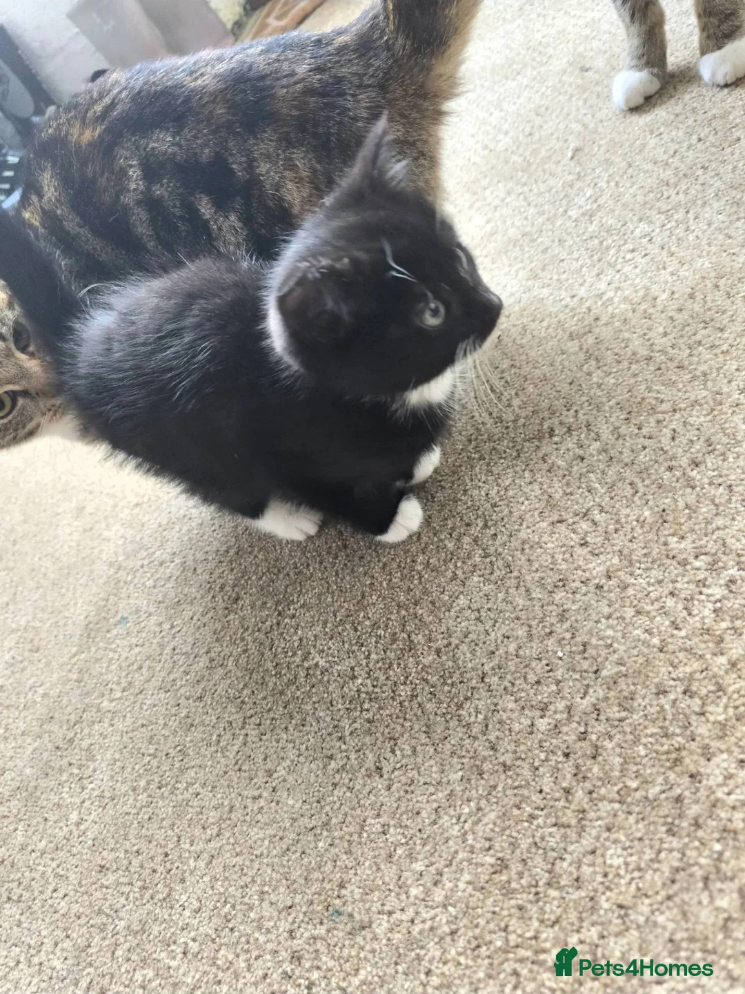 Mixed Breed cats for sale: Ready to leave!! - Advert 1