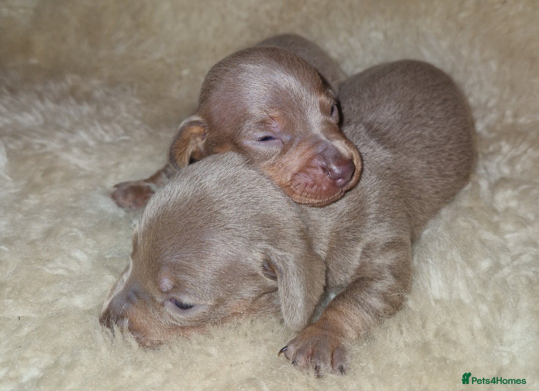 Dachshund dogs for sale: Beautiful litter of mini dachshunds  - Advert 12