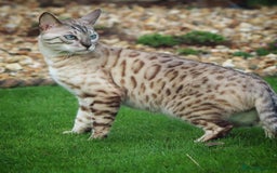 Bengal cats for sale: 🌟Pedigree bengal kittens🌟 - Image 14