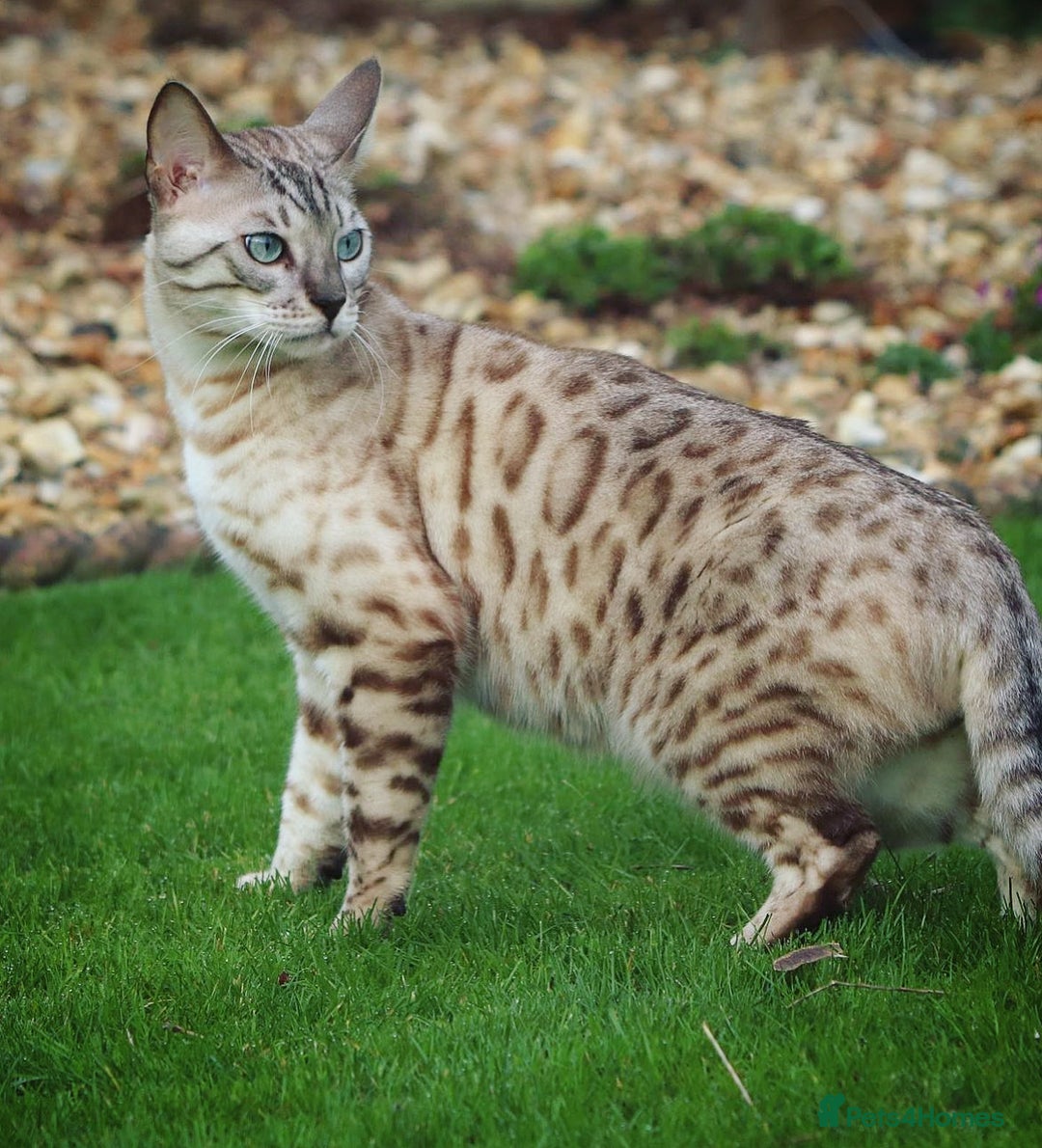 Bengal cats for sale: 🌟Pedigree bengal kittens🌟 - Image 14