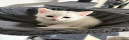 Siberian cats for sale: Five Siberian mixed kittens - Advert 9