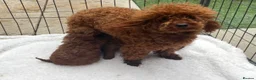 Toy Poodle dogs for sale: KC health tested toy poodle  - Advert 1