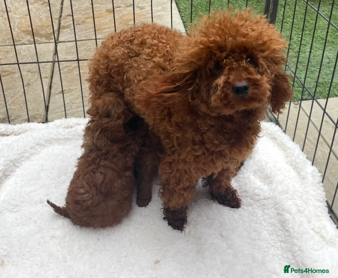 Toy Poodle dogs for sale: KC health tested toy poodle  - Advert 1