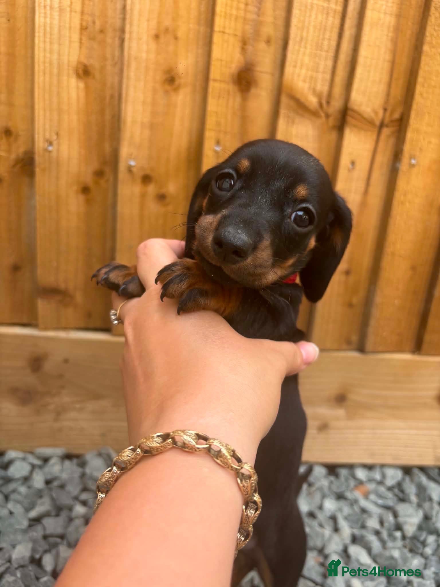 Dachshund dogs Dachshund puppies  - Advert 11
