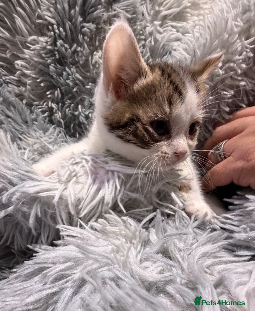 Persian cats for sale: Chinchilla persian cross kittens - Advert 11