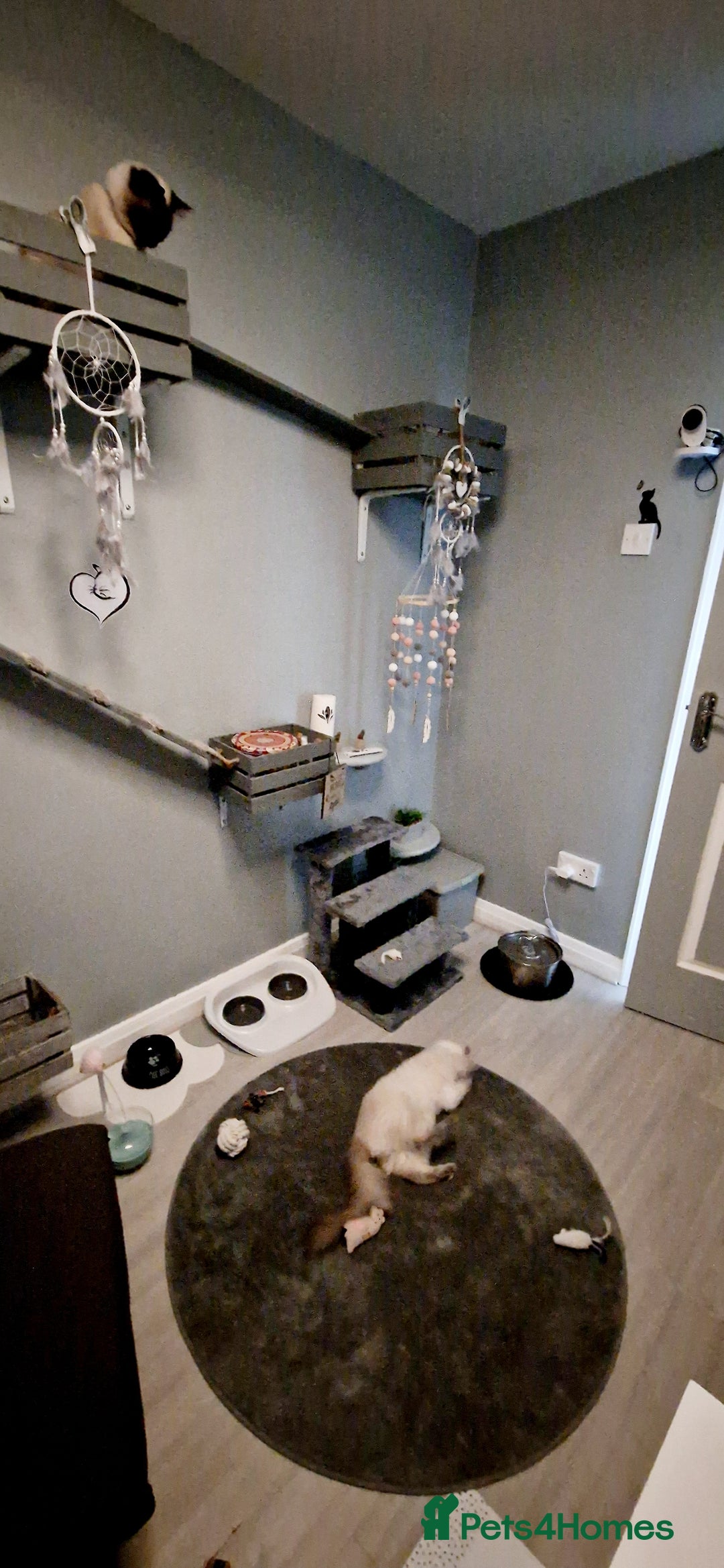 Ragdoll cats for stud: *STUD* GCCF & TICA REGISTERED ACTIVE BLUEPOINT BOY in Oldham - Image 5