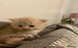 Persian cats for sale: X Persian kittens  - Image 6