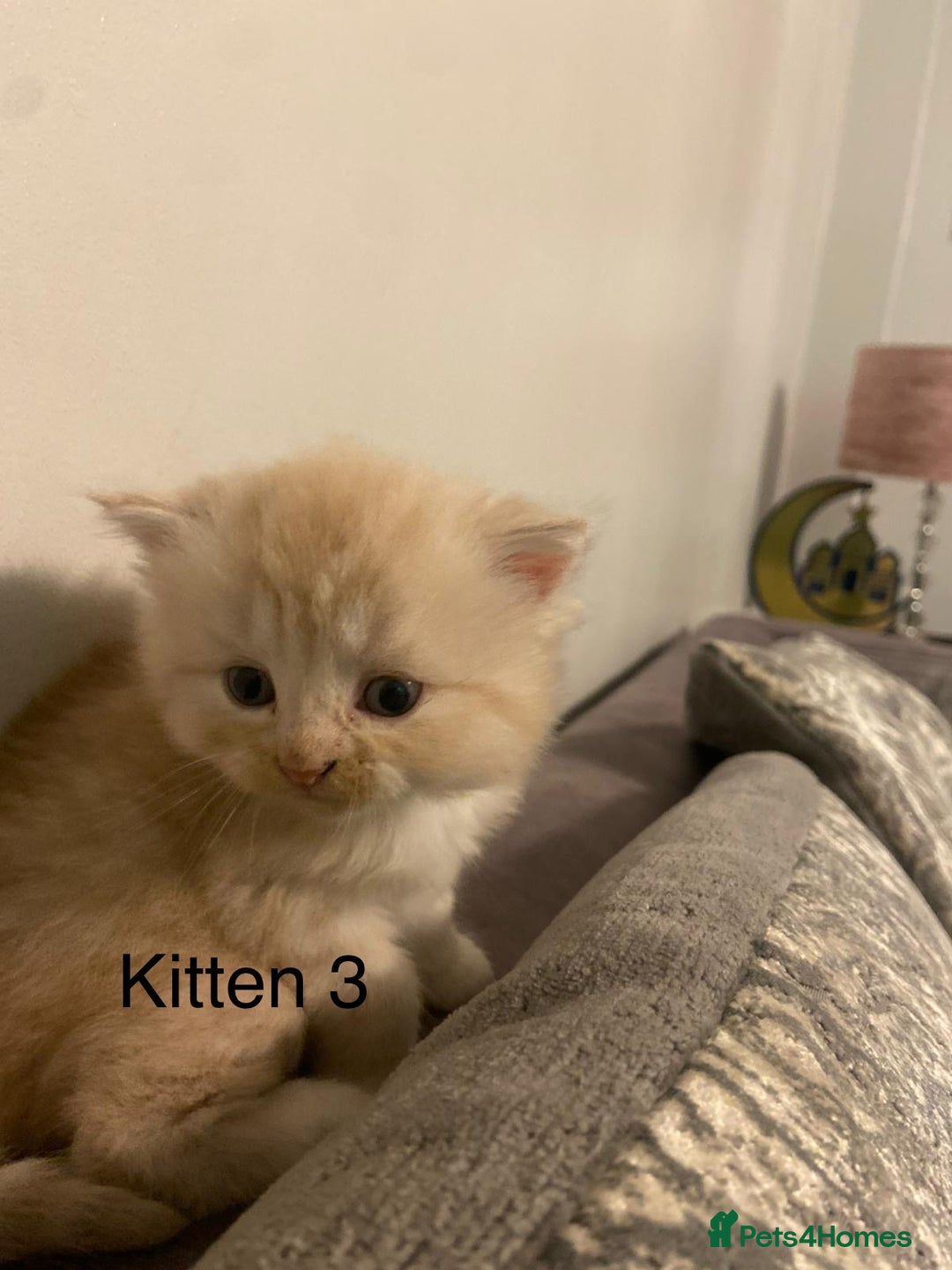 Persian cats for sale: X Persian kittens  - Image 6
