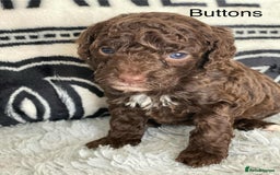 Cockapoo dogs for sale: F1b cockapoo ready to leave now last girl left - Image 25