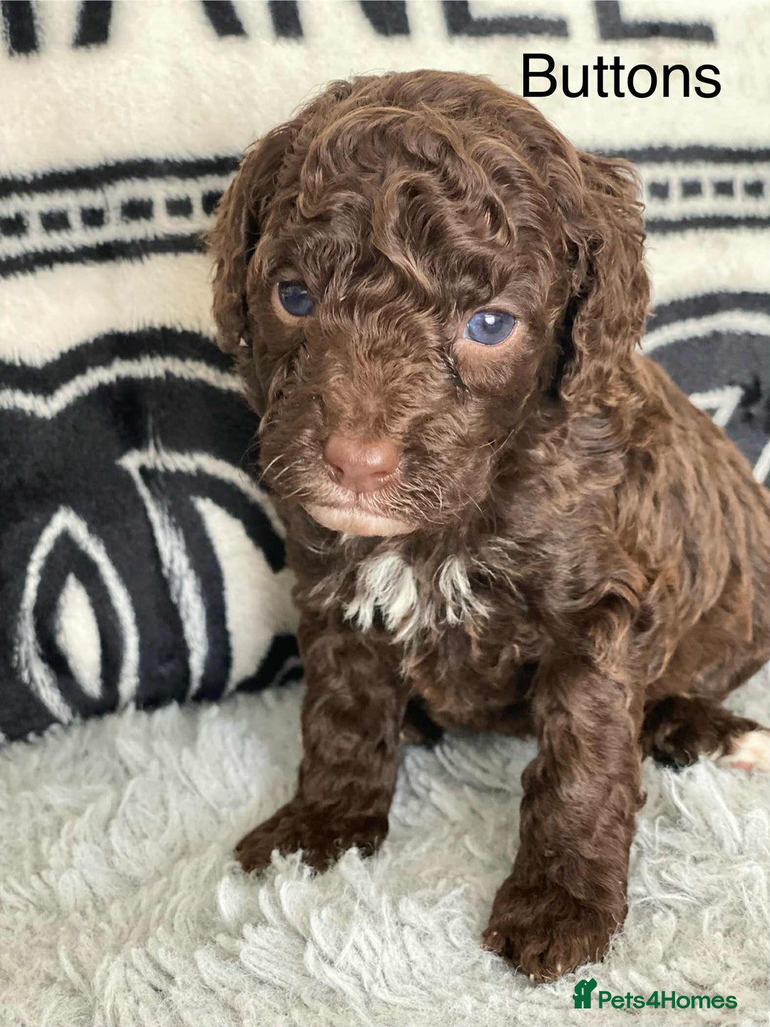 Cockapoo dogs for sale: F1b cockapoo ready to leave now last girl left - Image 25