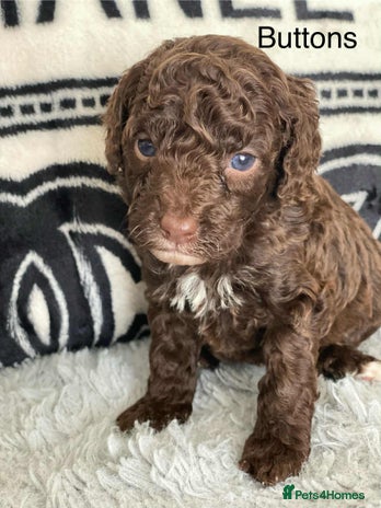 Cockapoo dogs - Advert 8