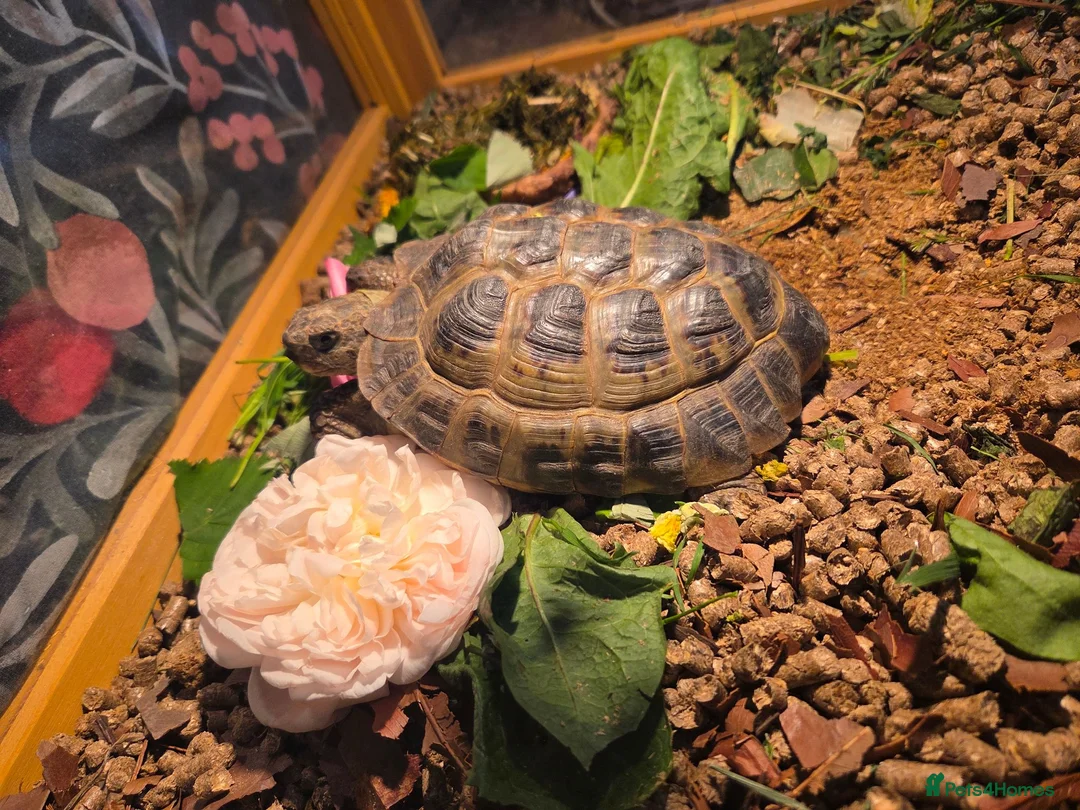 Tortoise reptiles for sale: Russian Tortoise in Wallasey - Advert 1
