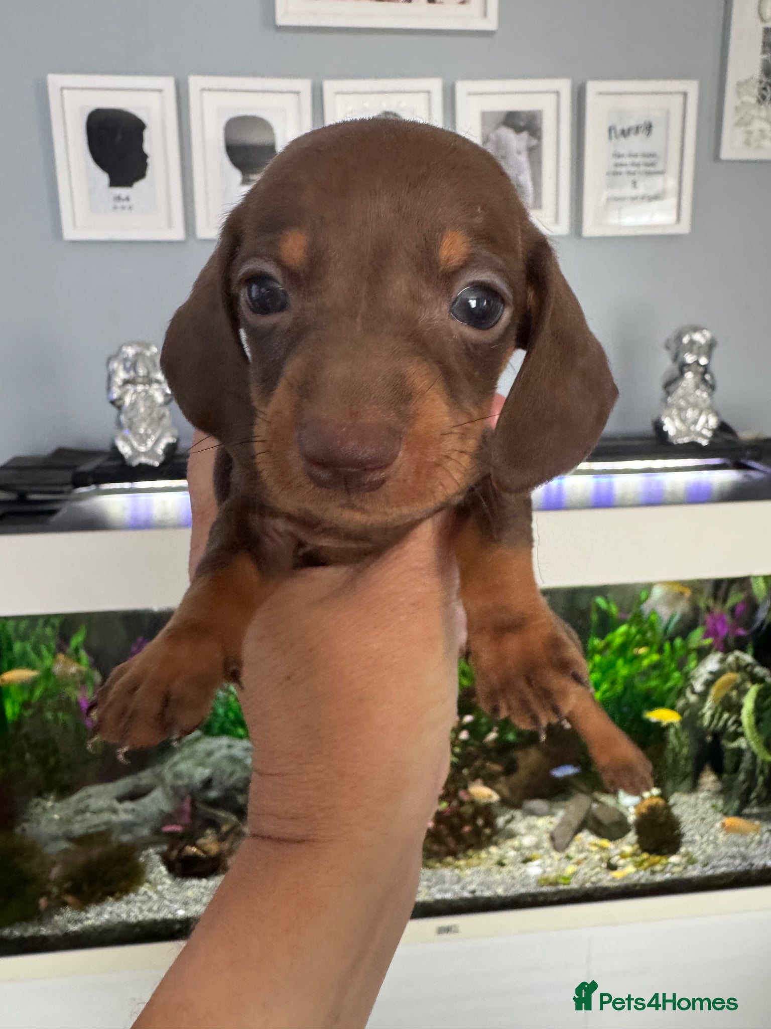 Miniature Dachshund dogs for sale: Mini dachshund  in Brighton - Advert 7