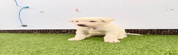 Akita dogs for sale: Akita puppy’s for sale in Birmingham - Advert 15