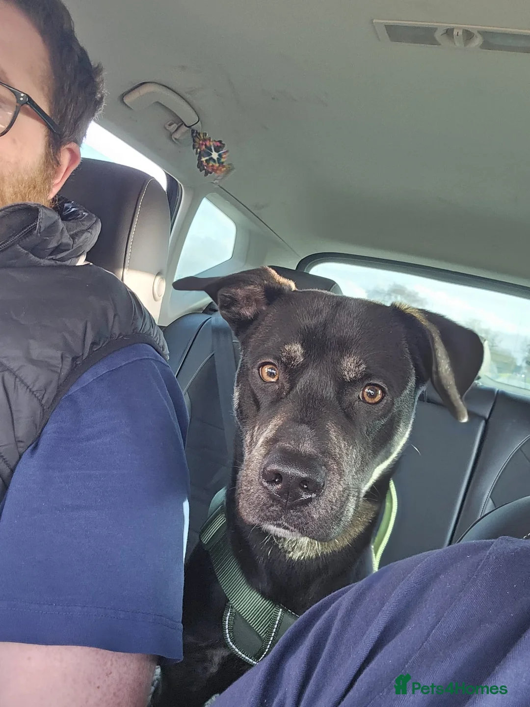 Mixed Breed dogs for sale: Spike 13 months old - Advert 3