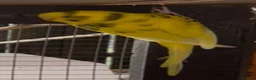 Budgerigars birds for sale: Budgies for sale  - Advert 5