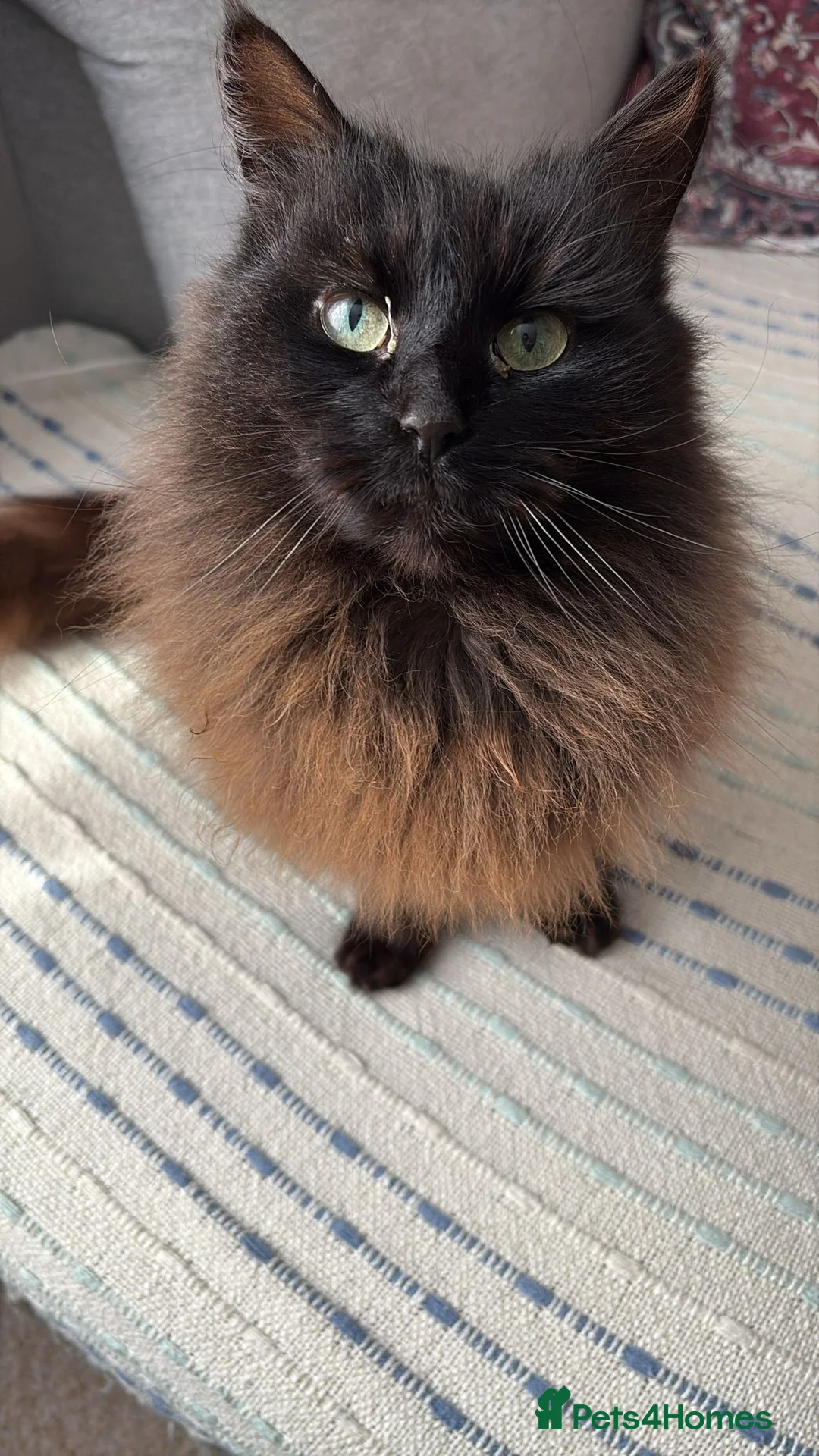 Ragdoll cats for sale: Female ragdoll cat in Godalming - Advert 2