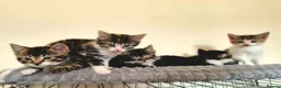 Mixed Breed cats for sale: Adorable Kittens for sale - Advert 8