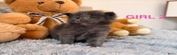 Maine Coon cats for sale: SHOW QUALITY MAINE COON KITTENS  - Advert 5